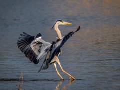 Maggie Bullock-Grey Heron Landing-Highly Commended.jpg